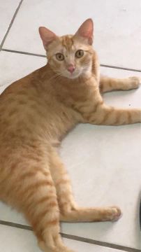 Gato laranja macho