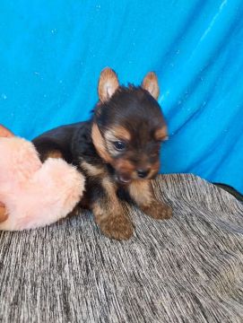 Yorkshire Terrier filhotes macho e fêmea 