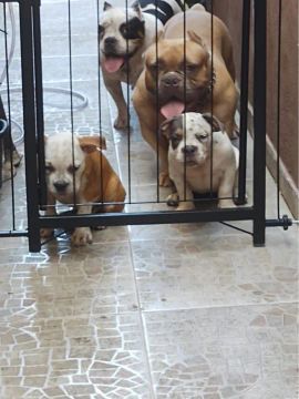2 Filhotes de American Bully Pocket