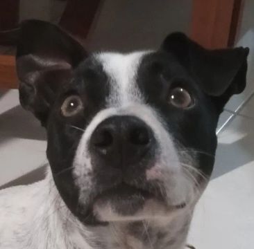Doa-se cachorro a quem cuide bem dele.
