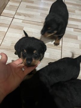 Filhotes de rottweiler puro a venda 
