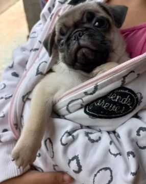 Vendo Pug fêmea 