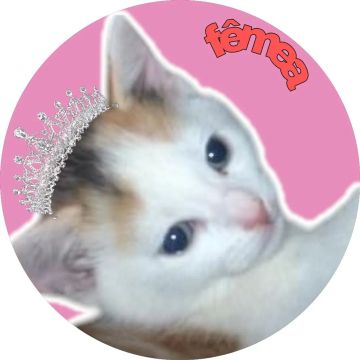 Gatinhos