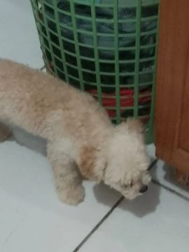 Linda cachorrinha poodle para adoção