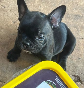 Filhote de Bulldog Francês