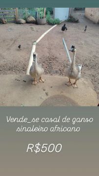 Casal de Gansos Sinaleiro Africano