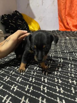 Filhote de pinscher 