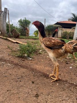 Frango índio gigante 