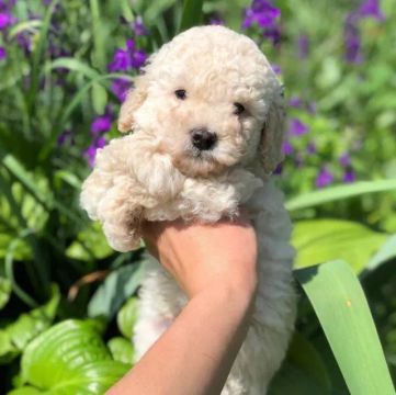  Poodle 45 a 60 dias os mais amigáveis e companheiros 