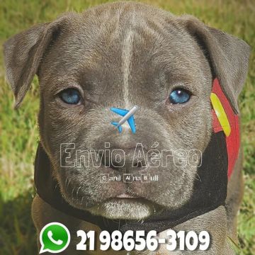 Filhotes de Pit Bull Monster - American Bully - Canil PitBully