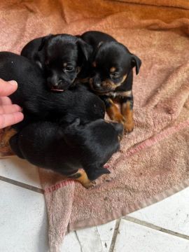 Filhotes de Pinscher Miniatura