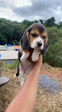 Beagle para Compartilhar sua Aventura
