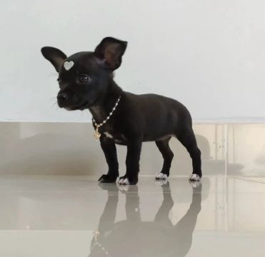 Filhotes de Pinscher 00 fêmeas e machos 