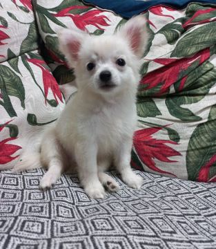 ALERTA GOLPE!! ESTÃO USANDO MINHAS FOTOS DOS MEUS CÃES!