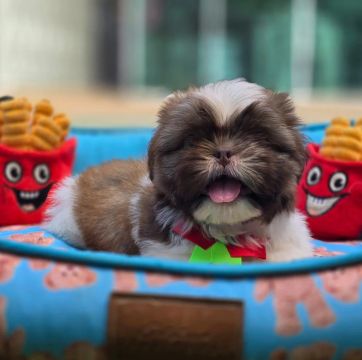 Filhotes Shih Tzu disponíveis Trabalhamos com todas as raças