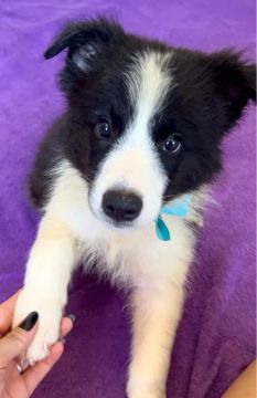 Border Collie - MACHOS PRONTOS PARA ENTREGA