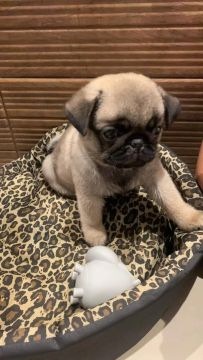 Filhote Pug macho 