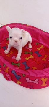 Buldogue francês fêmeas 