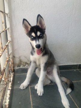 Filhote Husky Siberiano