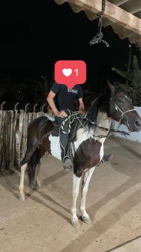 Cavalo Mangalarga Machador Puro 