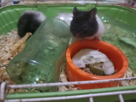 Hamster sírio