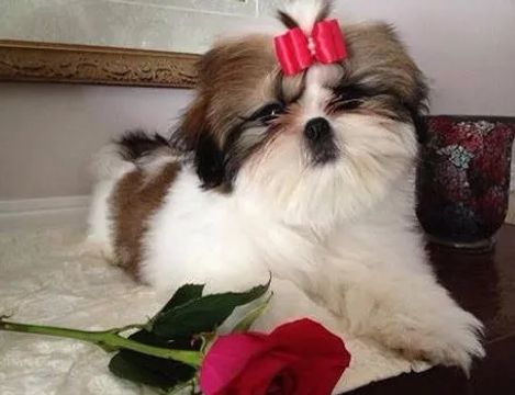 Filhotes Fêmeas de Shih Tzu Em Promoção!