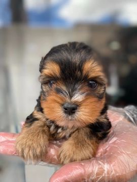 Yorkshire Terrier Filhote perfeito para pequenas casas e apartamento