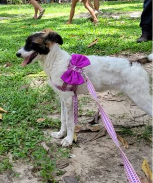 Cachorrinha Mana Procura Lar