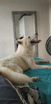 Doação husky siberiano 