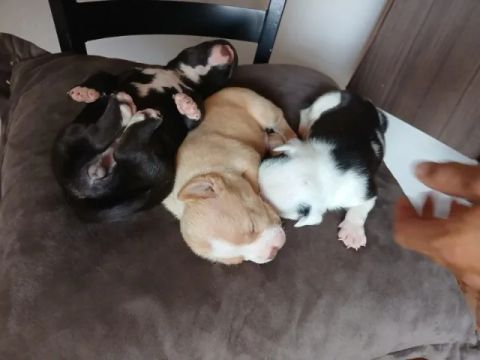 American bully 