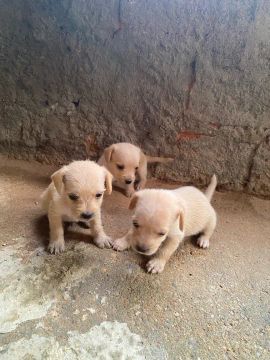 Vende-se 3 filhotinhos de pinscher misturado.