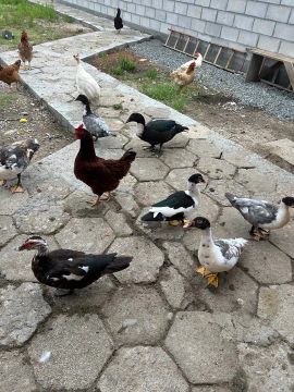 Vendo patos