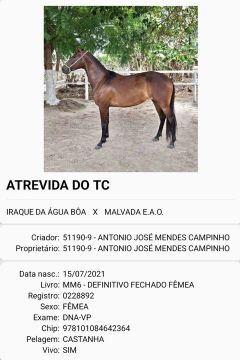 Égua Mangalarga Marchador - Atrevida do TC