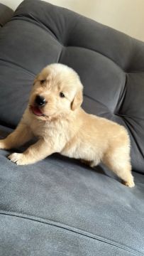 Filhote Golden Retriever