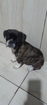 Filhote de Bulldog Francês