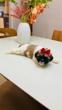 Vende se shih tzu 