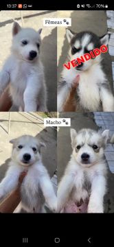 Filhotes de Husky Siberiano