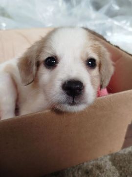Cachorro Macho Doação 