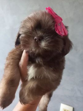 Shih tzu 