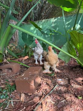 Casal galo e galinha brama 