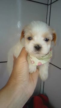 Filhotes de Lhasa Apso