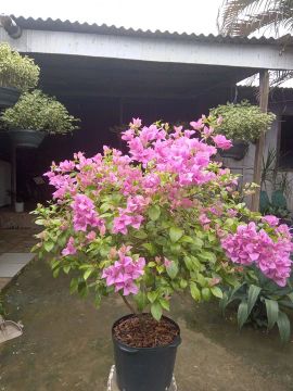 Bougainvillea ou primavera nas cores rosas, lilás, vermelha 