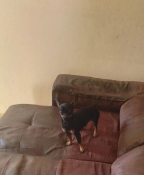 Pinscher procura namorada