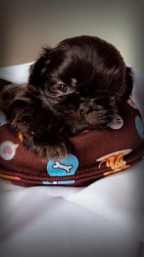Shih Tzu filhote disponível!