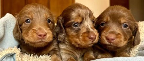 Dachshund Pelo Longo 