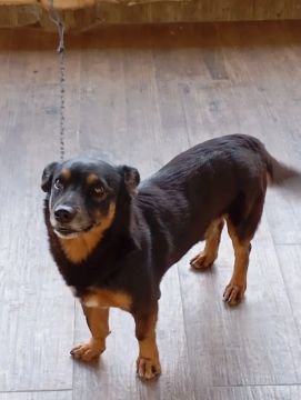 Cachorro Adorável para Adoção