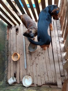 Doação cachorro 