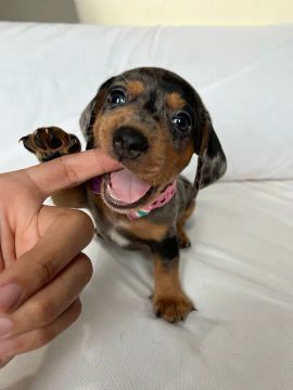 Filhote de Teckel Dachshund Arlequim