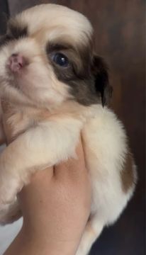 Filhotes shih tzu fígado olhos azul