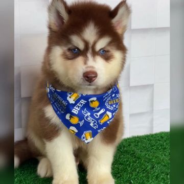 Husky Siberiano filhote macho red pedigree CBKC